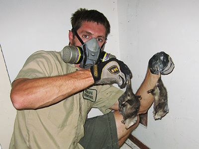 Kalamazoo raccoon trapping